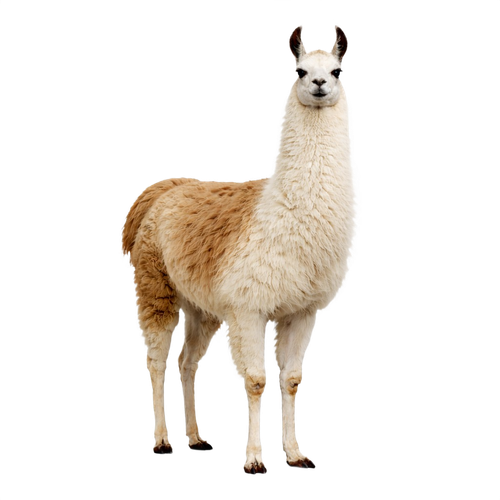 llama.png