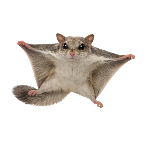 flying squirrel.png