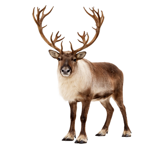 reindeer.png