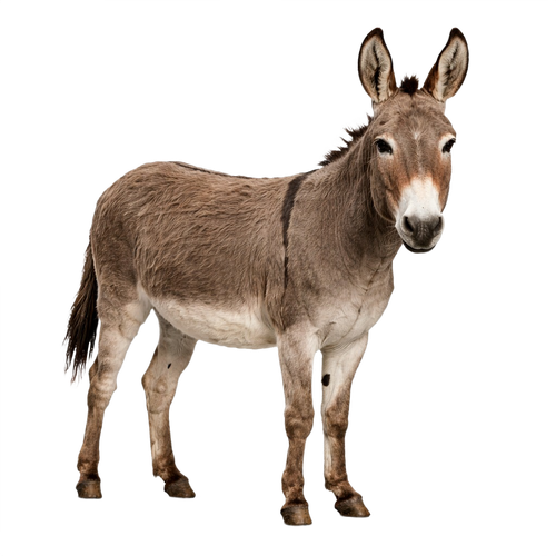 donkey.png