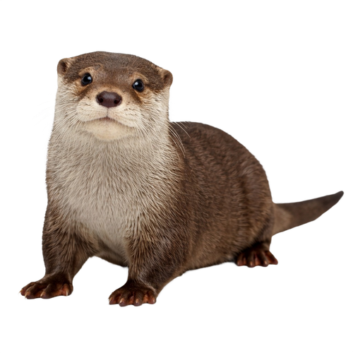 otter.png