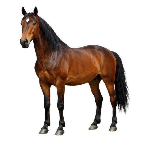 horse.png