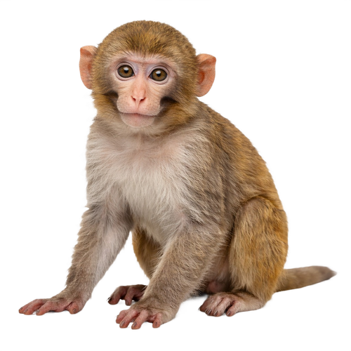 monkey.png