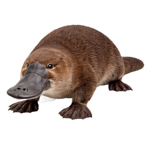 platypus.png