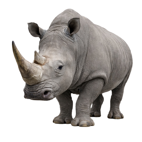 rhinoceros.png