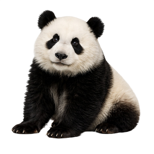 panda.png