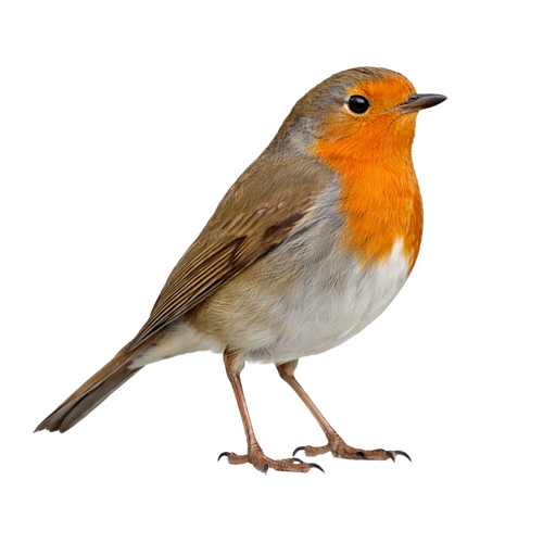 robin.png