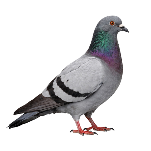 pigeon.png