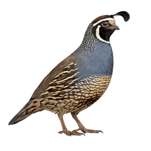 quail.png