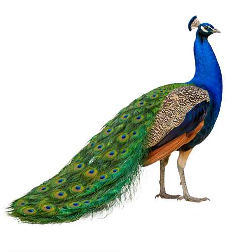 peacock.png