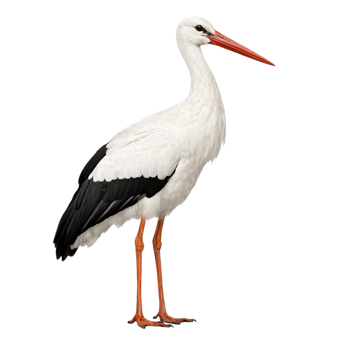 stork.png