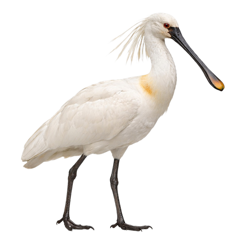 spoonbill.png