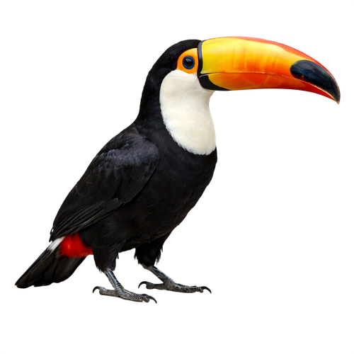 toucan.png