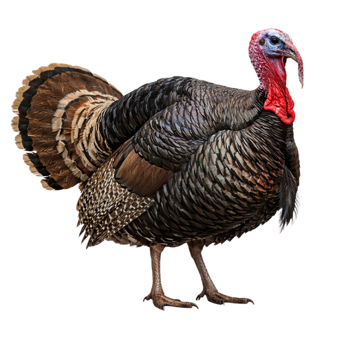 turkey.png