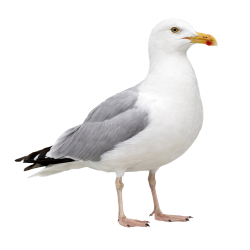 gull seagull.png