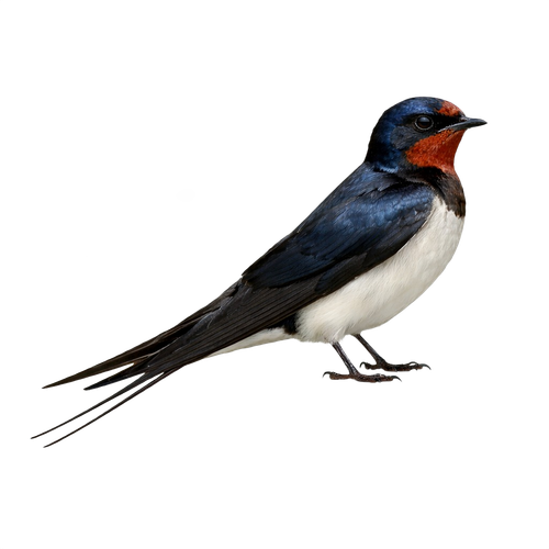 swallow.png
