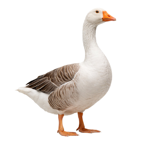 goose.png