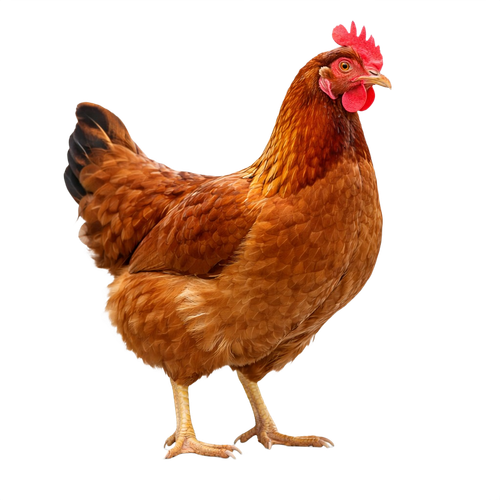chicken.png