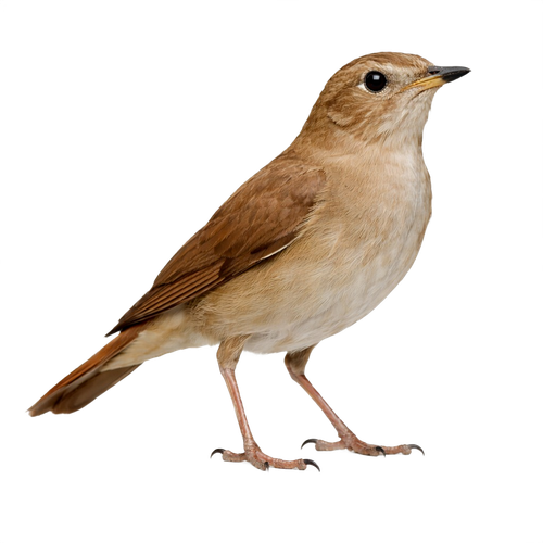 nightingale.png