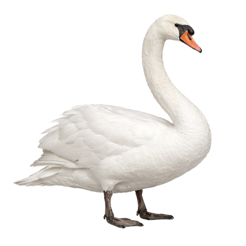 swan.png