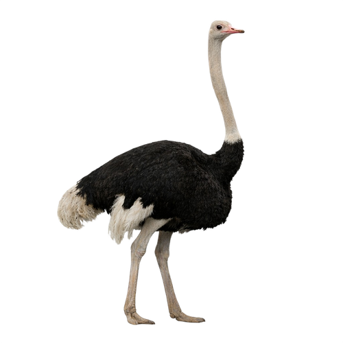 ostrich.png