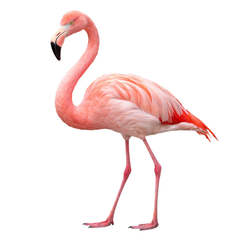 flamingo.png