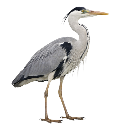 heron.png