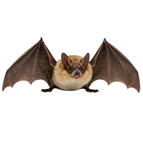 bat.png