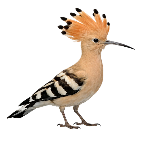 hoopoe.png