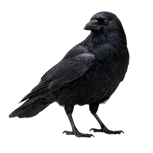 crow.png