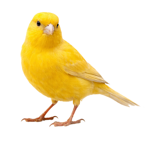 canary.png