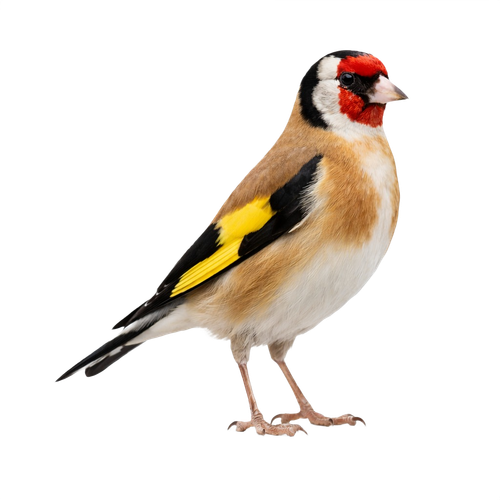 goldfinch.png