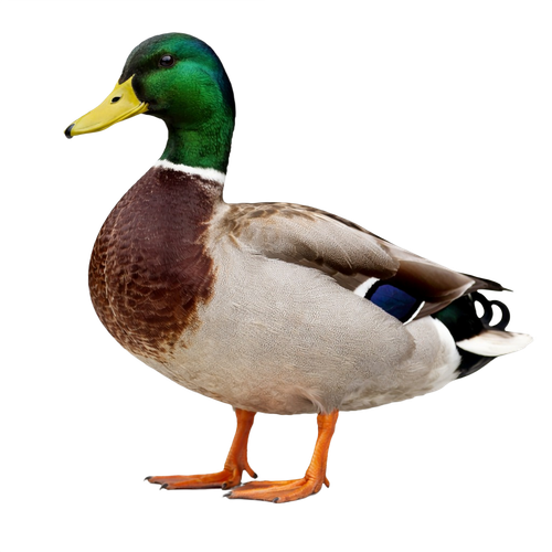 duck.png