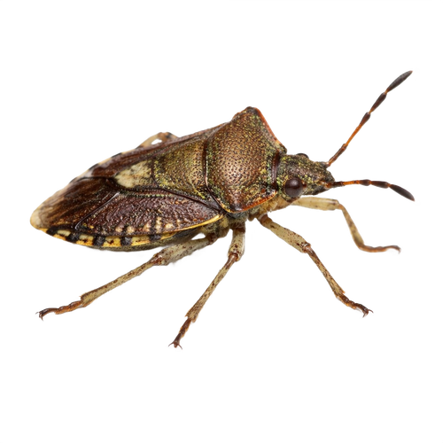 bug.png