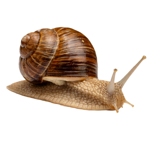 snail.png
