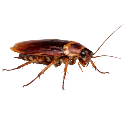 cockroach.png