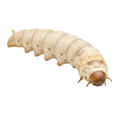 silkworm.png