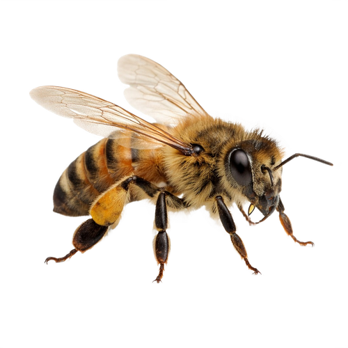 bee.png