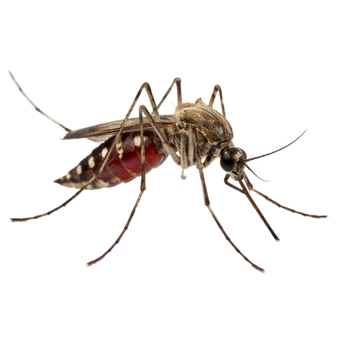 mosquito.png