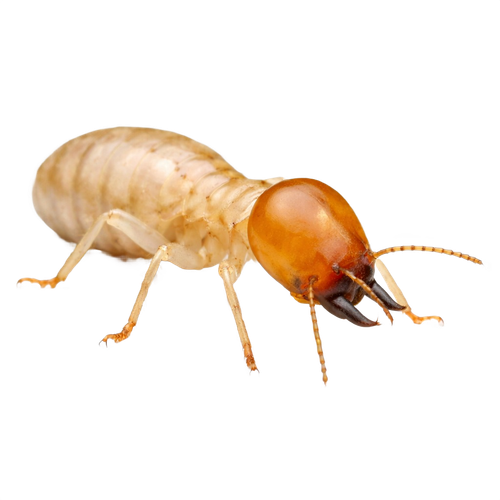 termite.png