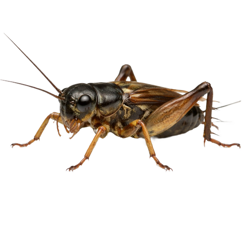 cricket.png