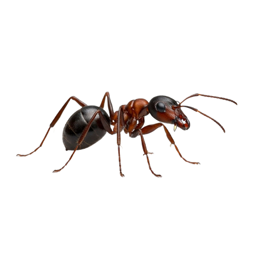 ant.png