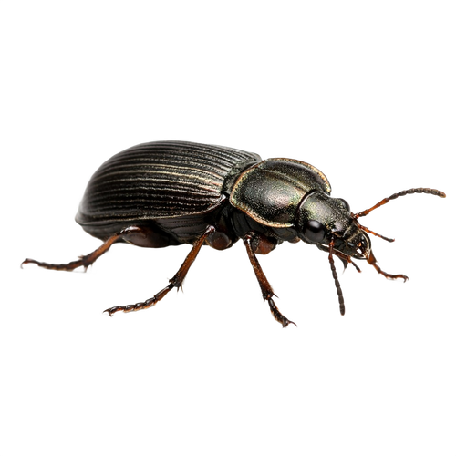 beetle.png