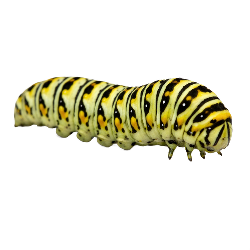 caterpillar.png