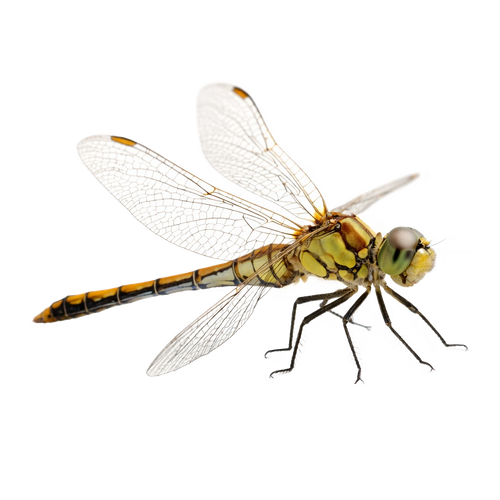 dragonfly.png