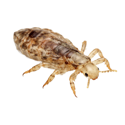 louse.png
