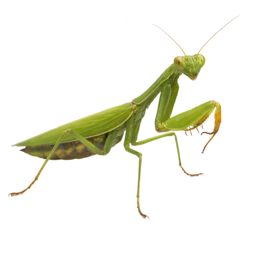 mantis.png