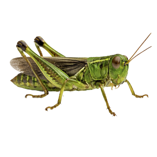 grasshopper.png