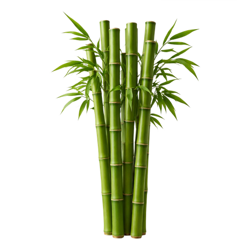 bamboo.png