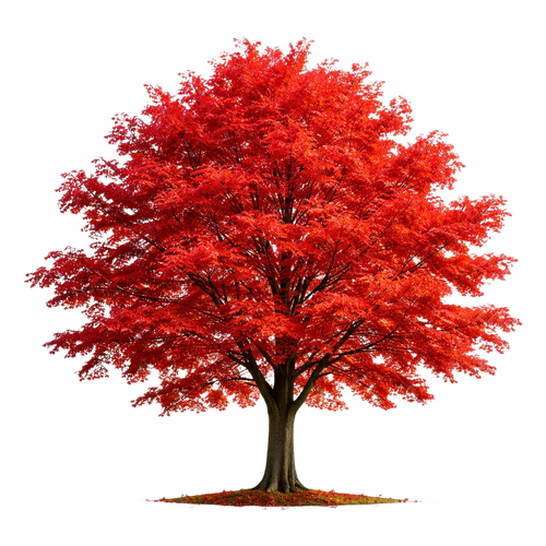 maple.png